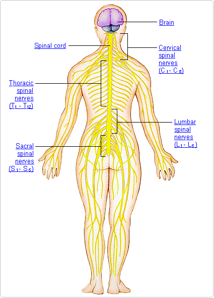 somatic nervous system. Your nervous system